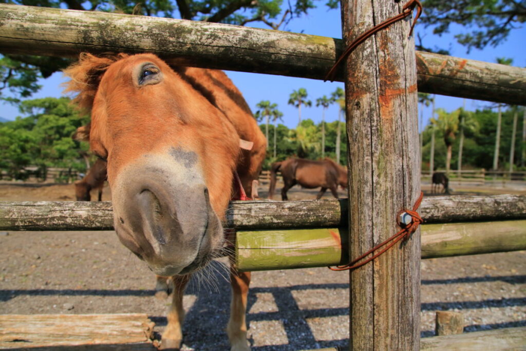 トカラ馬 開聞山麓自然公園 トカラ馬放牧場