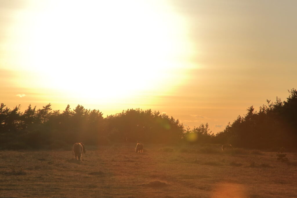 寒立馬 尻屋埼放牧場 夕方