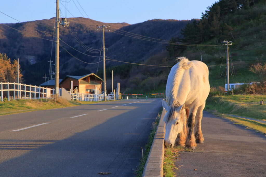 寒立馬 尻屋埼放牧場 夕方 道路上