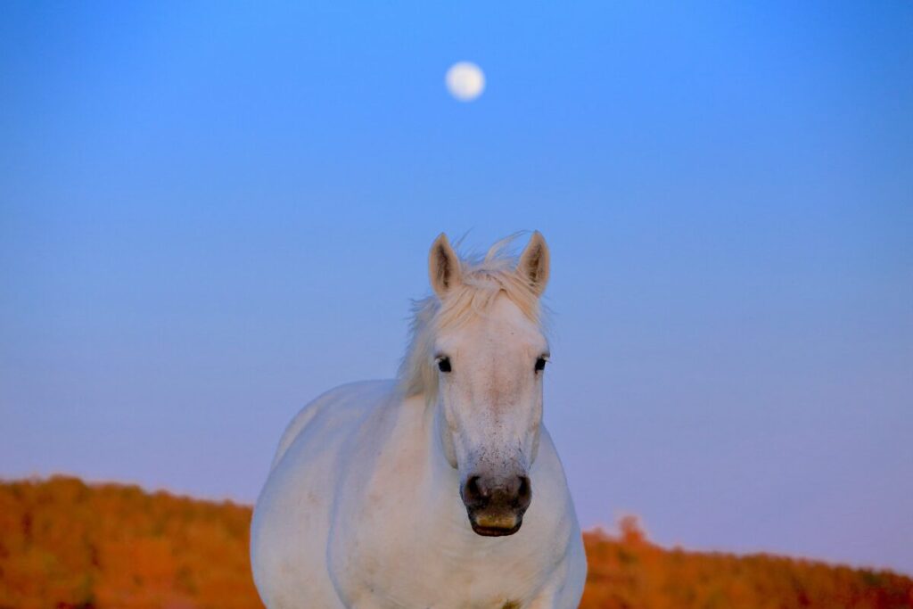 寒立馬 尻屋埼放牧場 夕方