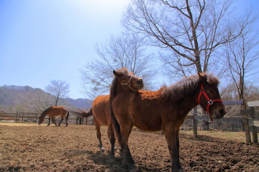 日本在来馬 木曽馬 木曽馬の里 初対面