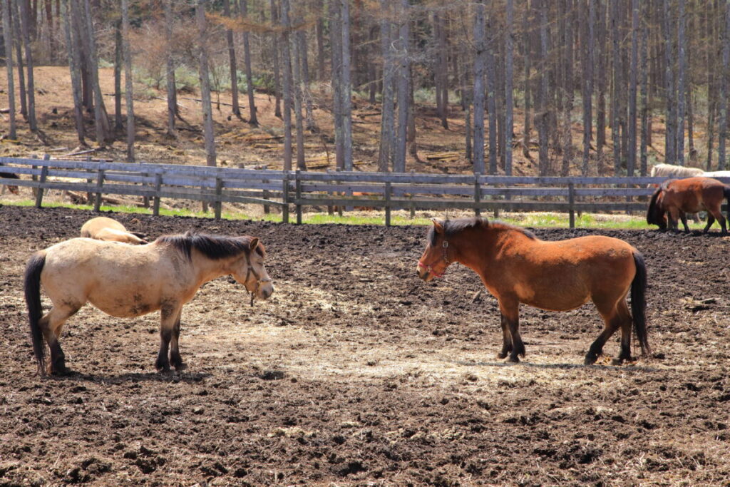 日本在来馬 木曽馬 木曽馬の里