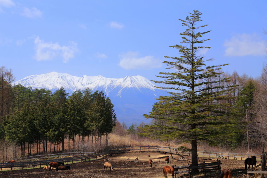 日本在来馬 木曽馬 木曽馬の里