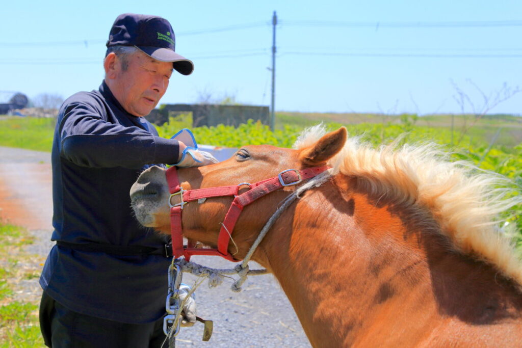 日本在来馬 人との触れ合い