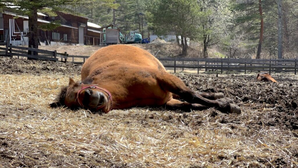 日本在来馬 木曽馬 木曽馬の里 初対面