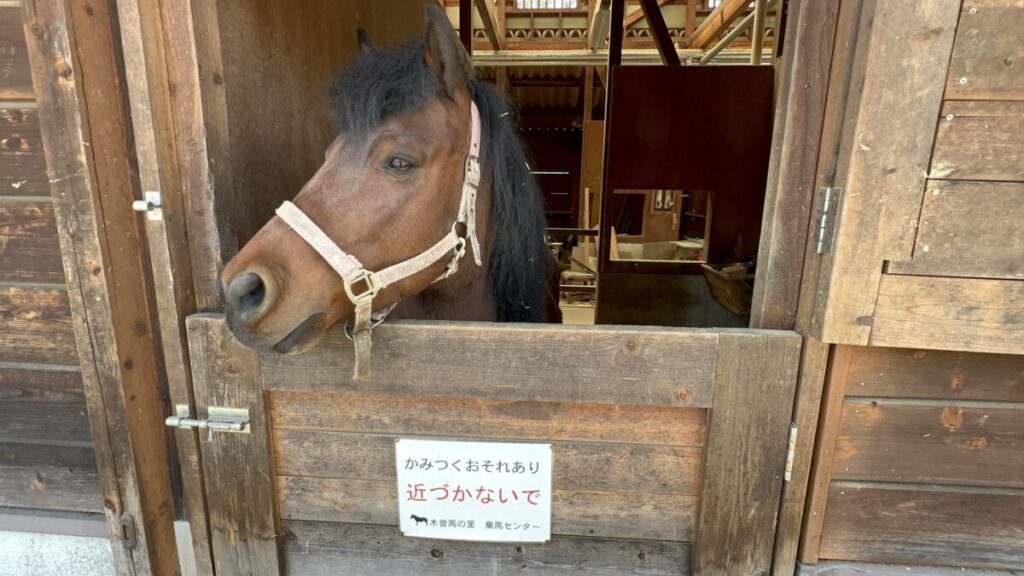 日本在来馬 木曽馬 木曽馬の里 厩舎 注意事項