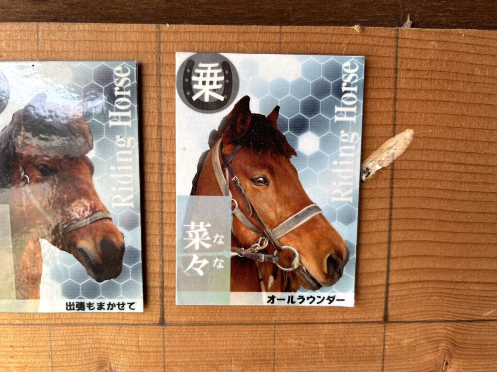 日本在来馬 木曽馬 木曽馬の里 乗馬体験 菜々ちゃん