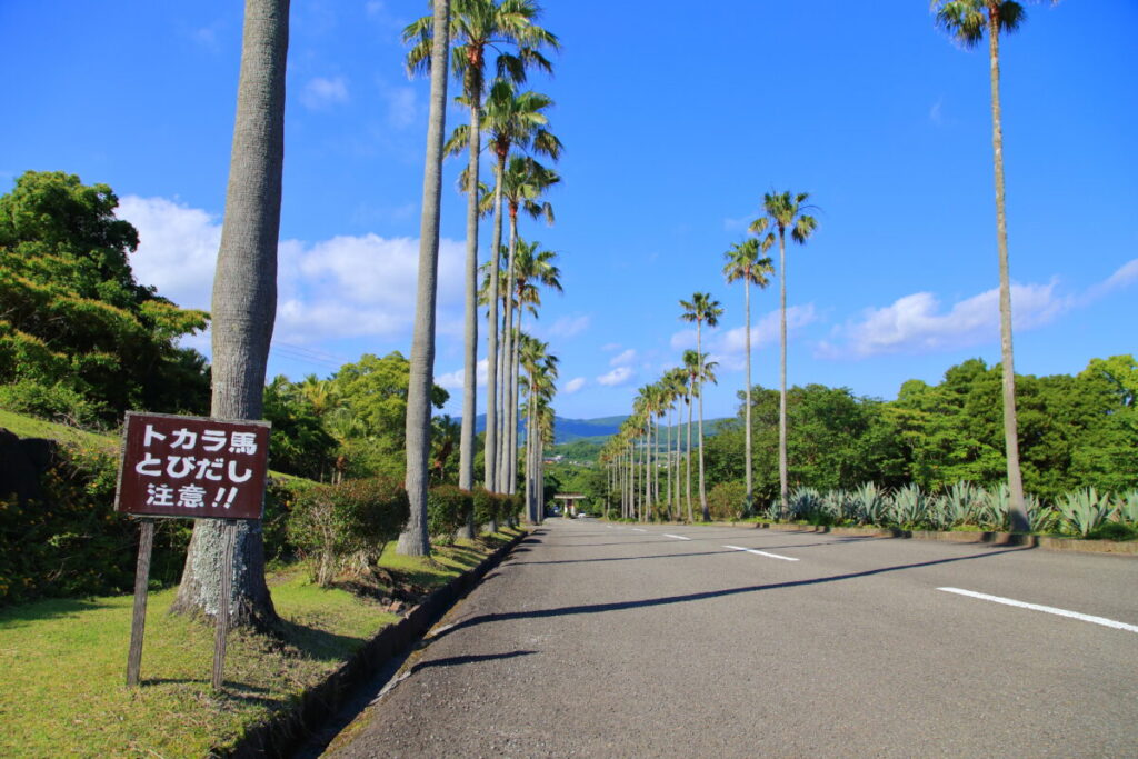 トカラ馬 開聞山麓自然公園 入り口道路 トカラ馬注意 看板