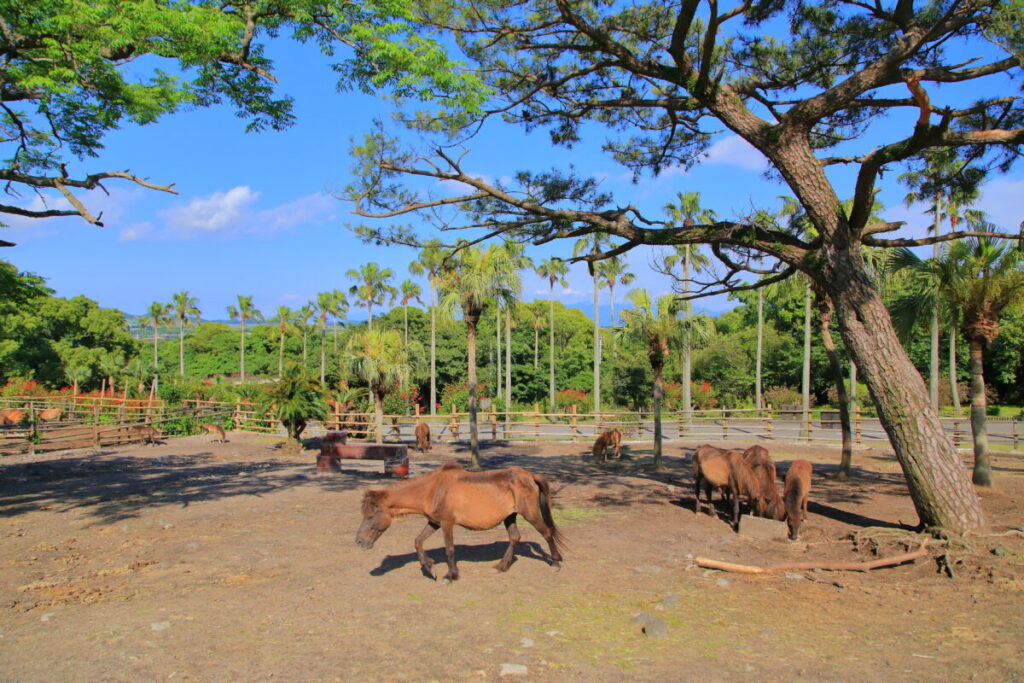 トカラ馬 開聞山麓自然公園 トカラ馬放牧場