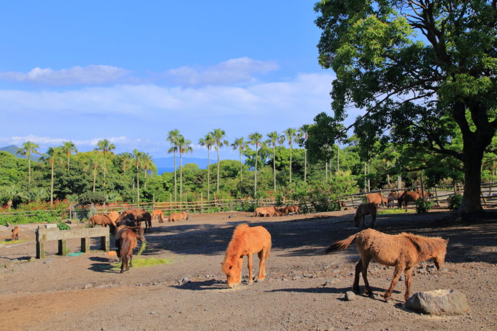 トカラ馬 開聞山麓自然公園 トカラ馬放牧場