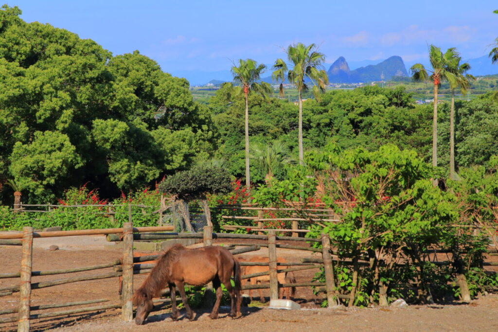トカラ馬 開聞山麓自然公園 トカラ馬放牧場