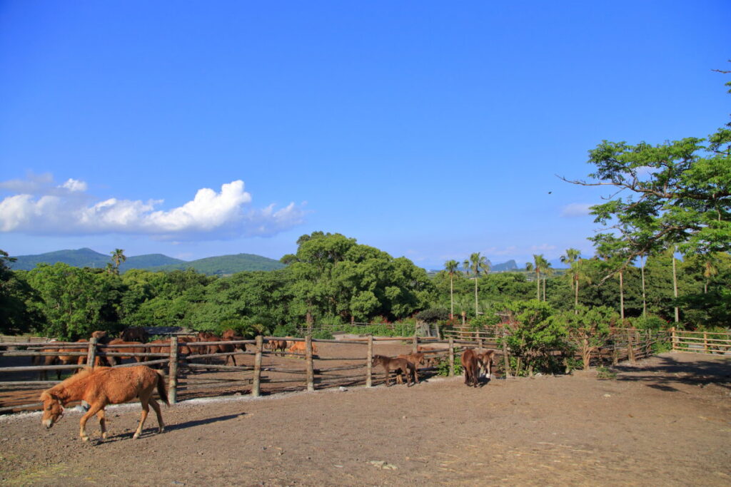トカラ馬 開聞山麓自然公園 トカラ馬放牧場