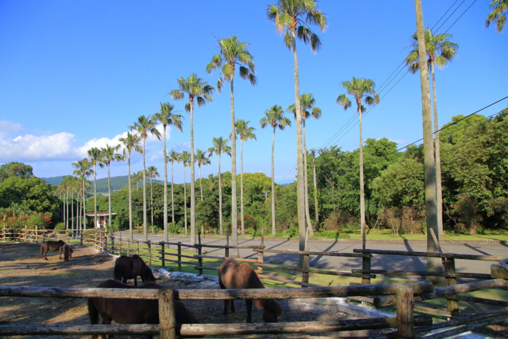 トカラ馬 開聞山麓自然公園 入り口道路 放牧場