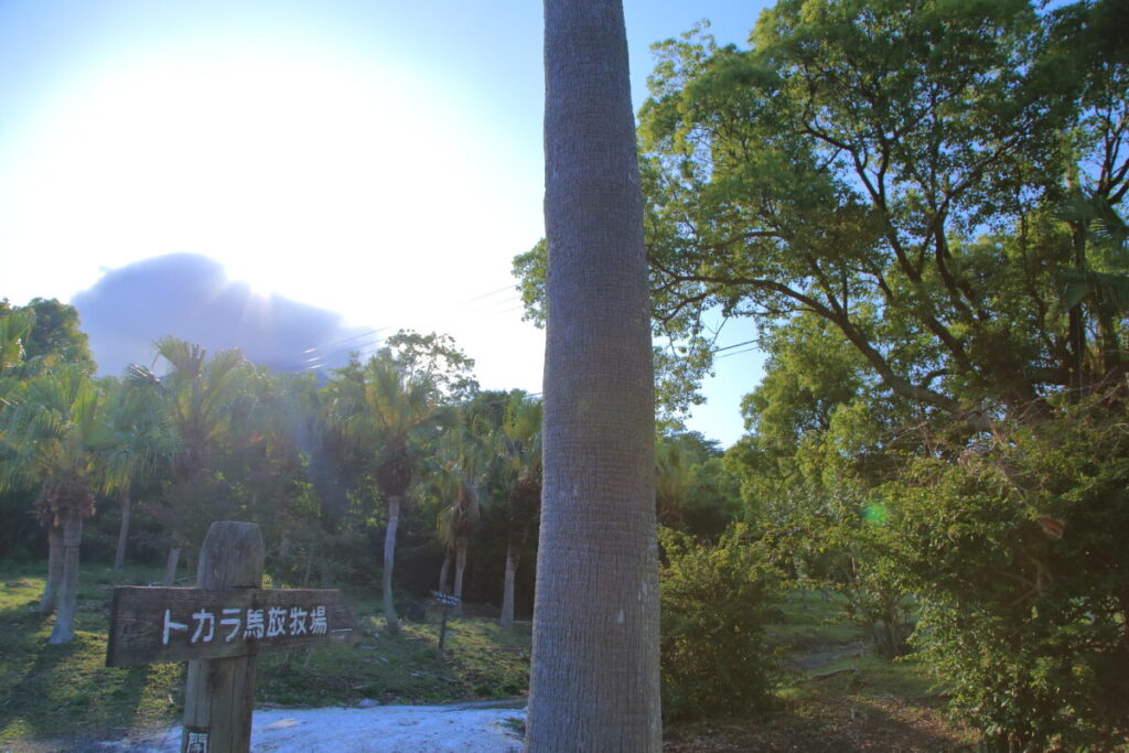 トカラ馬 開聞山麓自然公園 トカラ馬放牧場