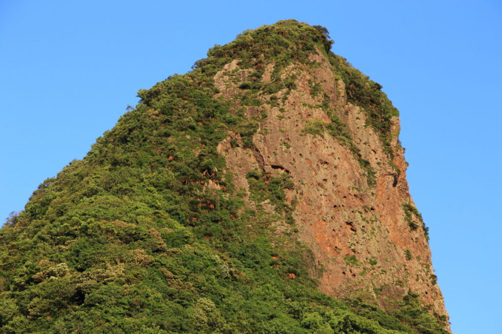 トカラ馬 開聞山麓自然公園 スヌーピー山 竹山