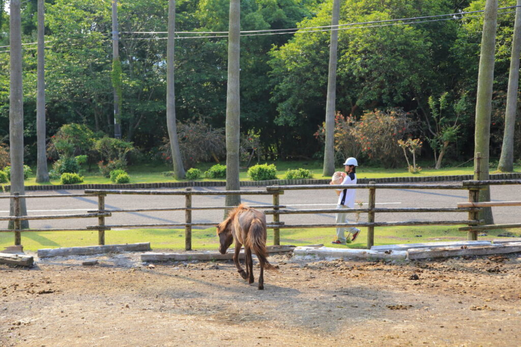 トカラ馬 開聞山麓自然公園 トカラ馬放牧場 放牧 飼育員 エサ