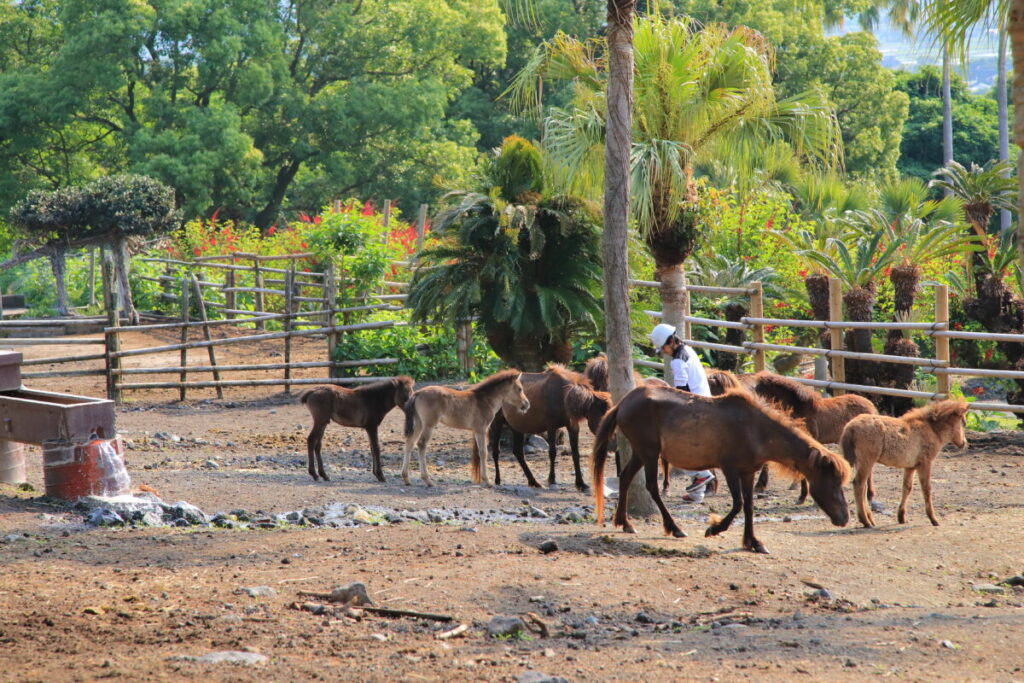 トカラ馬 開聞山麓自然公園 トカラ馬放牧場 放牧 飼育員 エサ