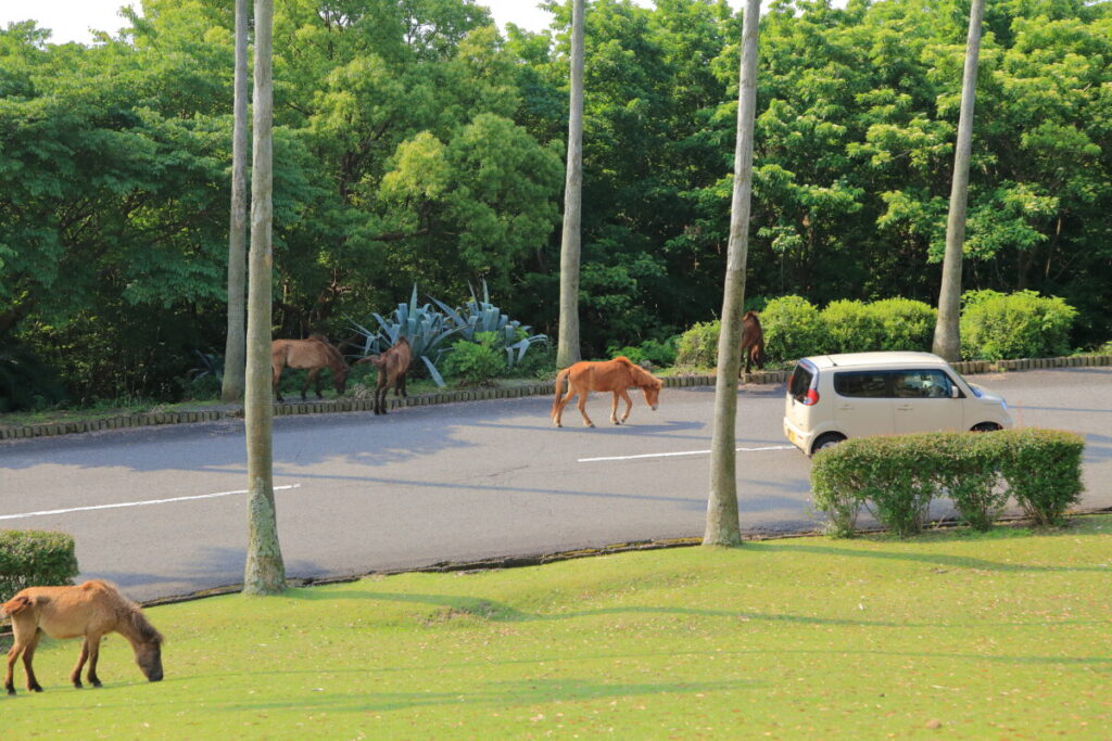トカラ馬 開聞山麓自然公園 トカラ馬放牧場 道路横断