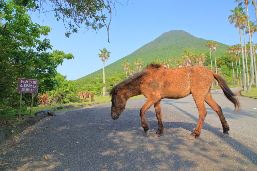 トカラ馬 開聞山麓自然公園 トカラ馬放牧場 道路横断