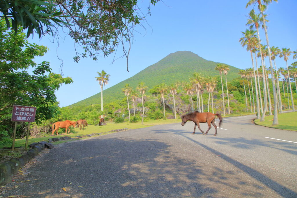 トカラ馬 開聞山麓自然公園 トカラ馬放牧場 道路横断