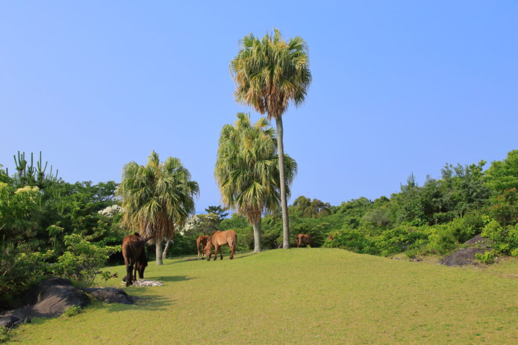 トカラ馬 開聞山麓自然公園 トカラ馬放牧場 移動