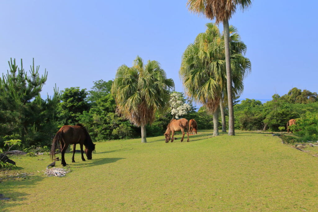 トカラ馬 開聞山麓自然公園 トカラ馬放牧場 移動