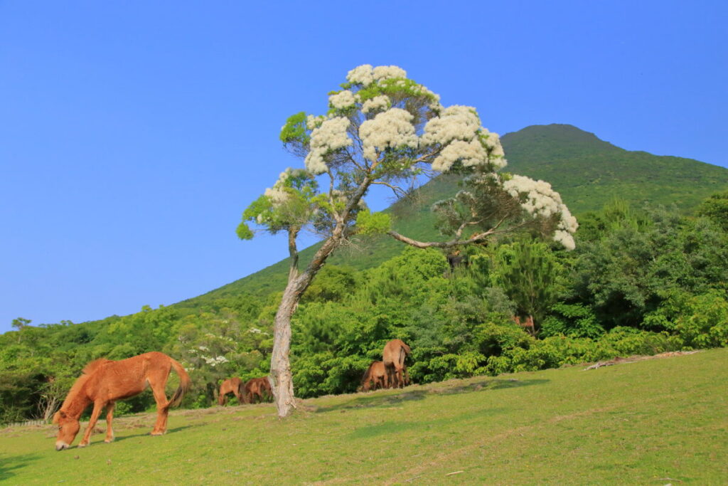 トカラ馬 開聞山麓自然公園 トカラ馬放牧場 開聞岳