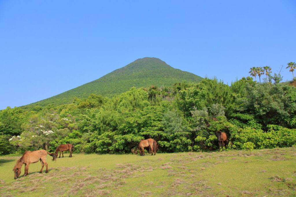 トカラ馬 開聞山麓自然公園 トカラ馬放牧場 開聞岳