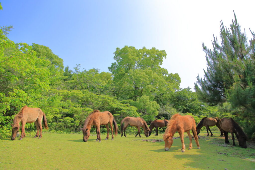 トカラ馬 開聞山麓自然公園 トカラ馬放牧場 森の中 群れ