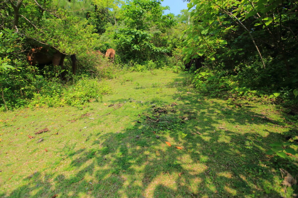 トカラ馬 開聞山麓自然公園 トカラ馬放牧場 森の中 群れ