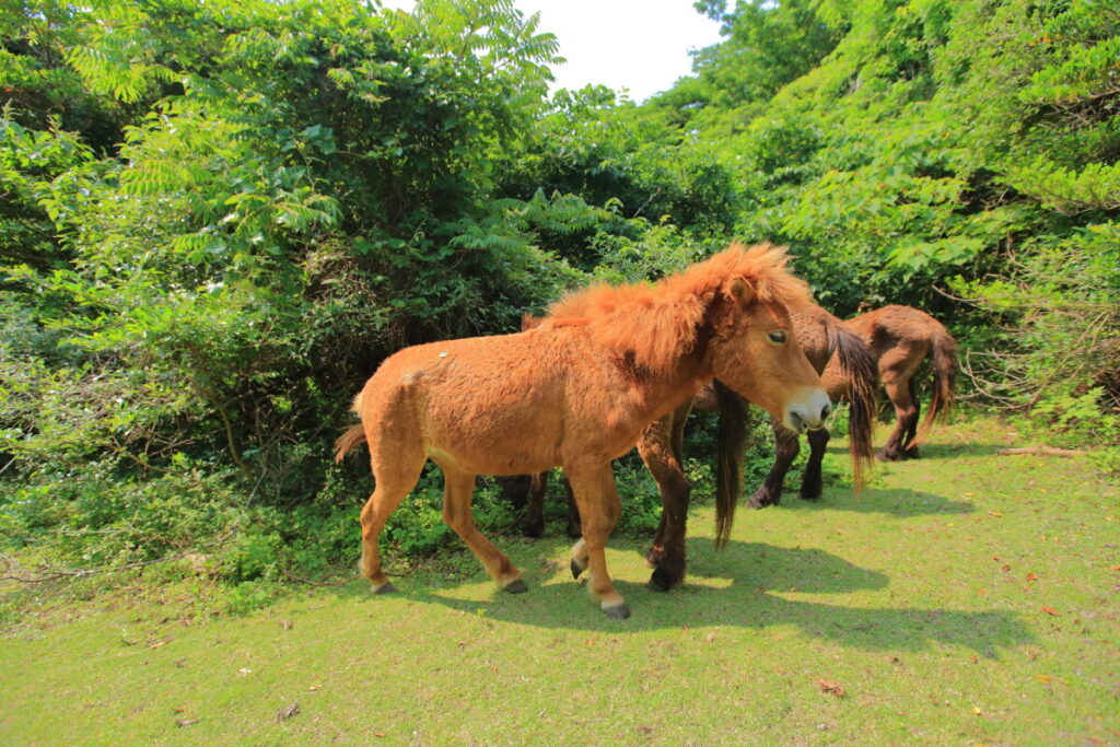 トカラ馬 開聞山麓自然公園 トカラ馬放牧場 さらに森の中