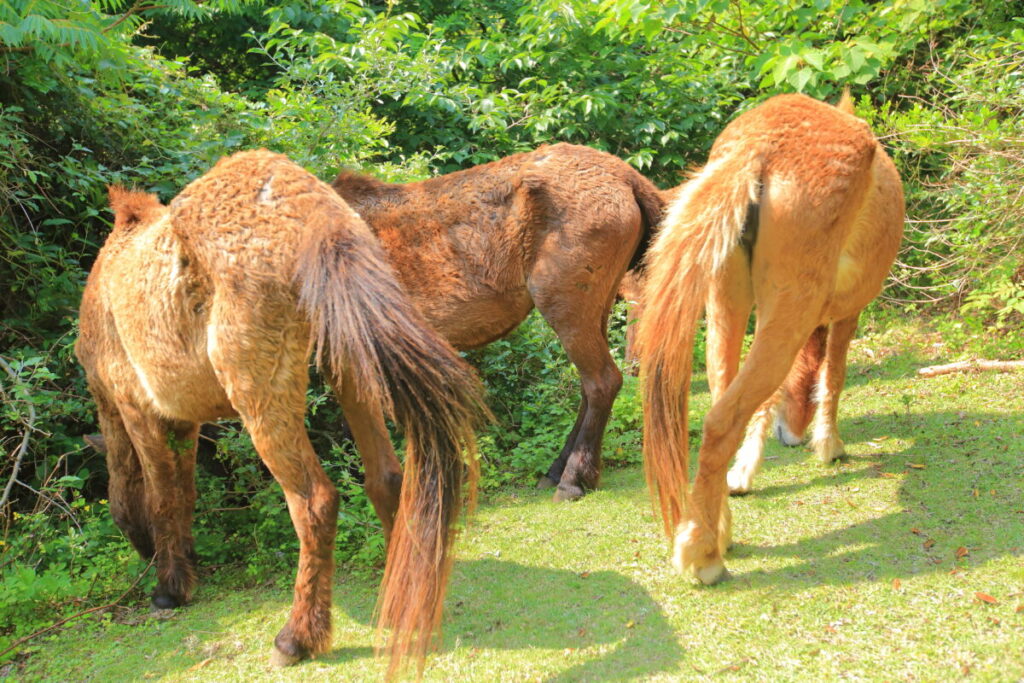 トカラ馬 開聞山麓自然公園 トカラ馬放牧場 さらに森の中