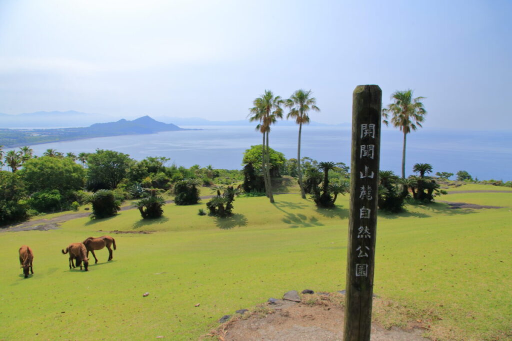 トカラ馬 開聞山麓自然公園 トカラ馬放牧場 海