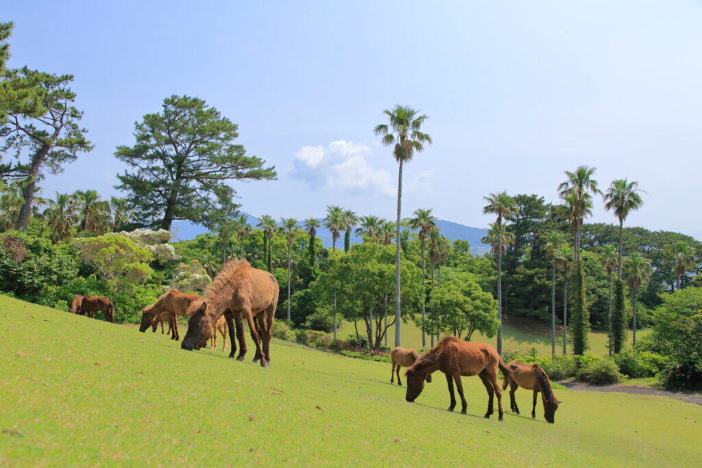 トカラ馬 開聞山麓自然公園 トカラ馬放牧場 海