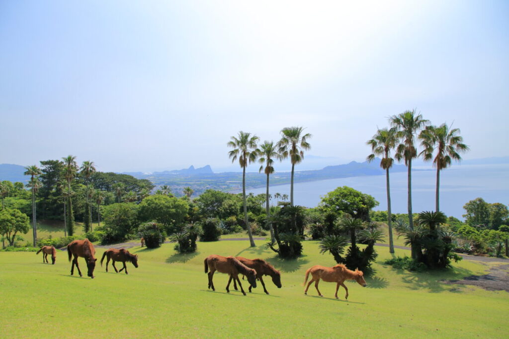 トカラ馬 開聞山麓自然公園 トカラ馬放牧場 海