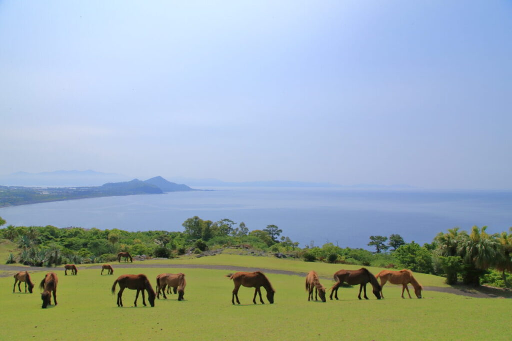トカラ馬 開聞山麓自然公園 トカラ馬放牧場 海