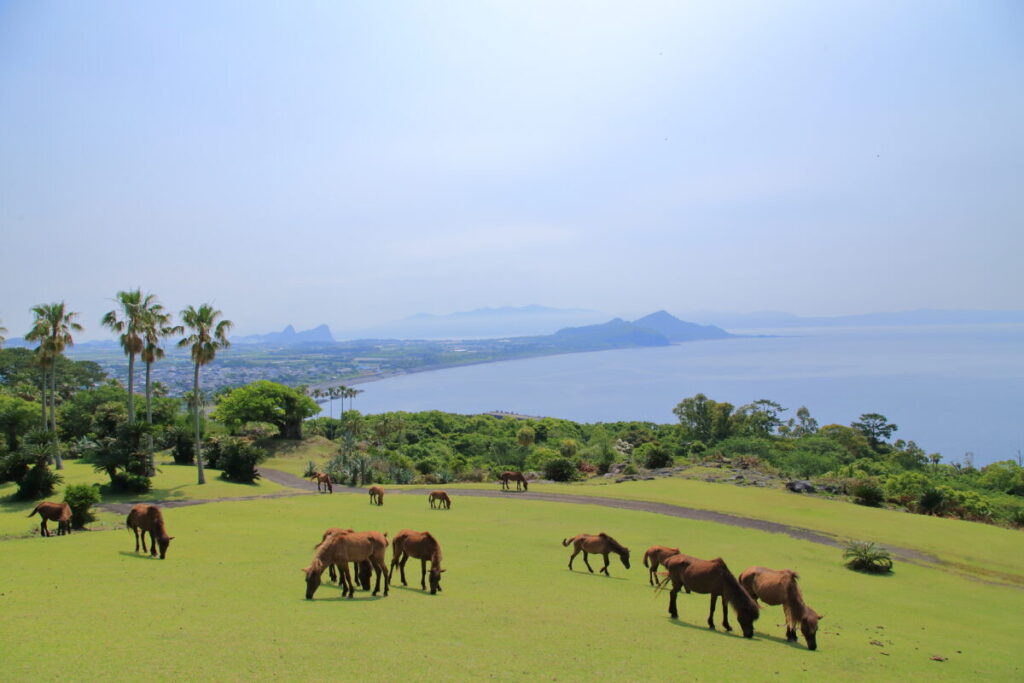 トカラ馬 開聞山麓自然公園 トカラ馬放牧場 海