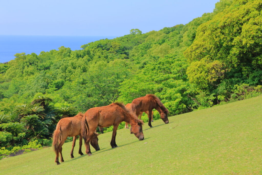 トカラ馬 開聞山麓自然公園 トカラ馬放牧場 海