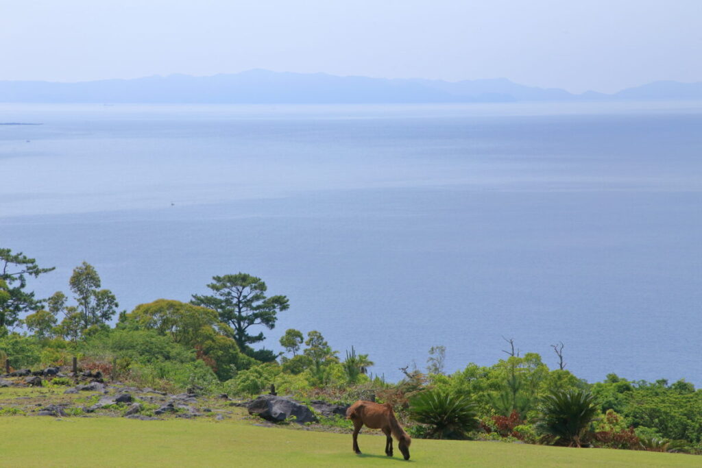 トカラ馬 開聞山麓自然公園 トカラ馬放牧場 海