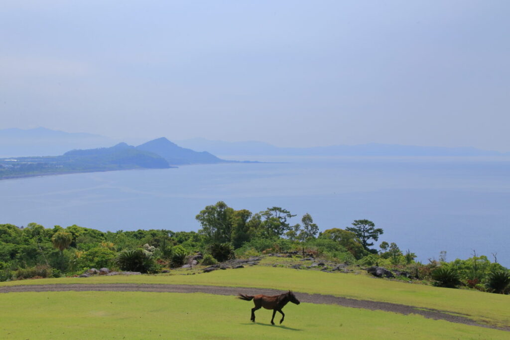 トカラ馬 開聞山麓自然公園 トカラ馬放牧場 海