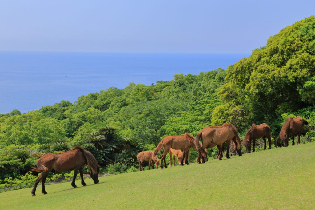 トカラ馬 開聞山麓自然公園 トカラ馬放牧場 海