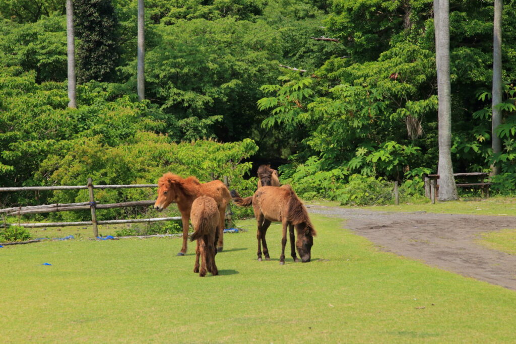 トカラ馬 開聞山麓自然公園 トカラ馬放牧場 海