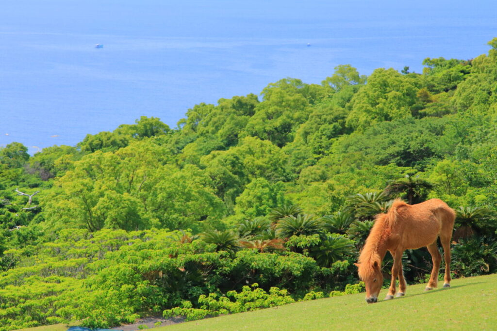 トカラ馬 開聞山麓自然公園 トカラ馬放牧場 海