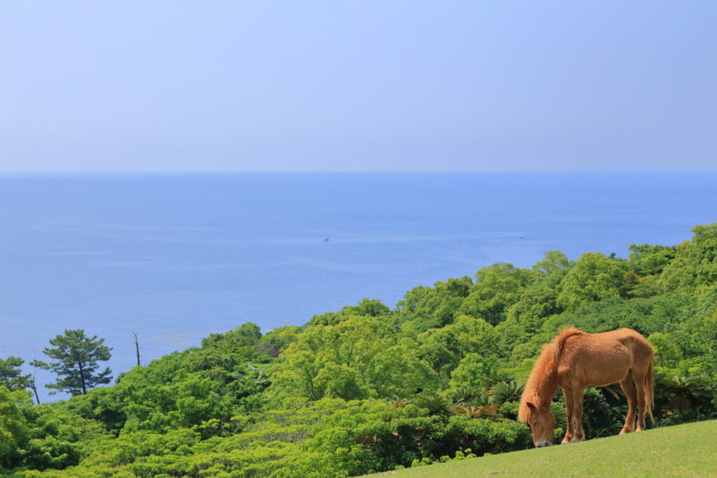トカラ馬 開聞山麓自然公園 トカラ馬放牧場 海
