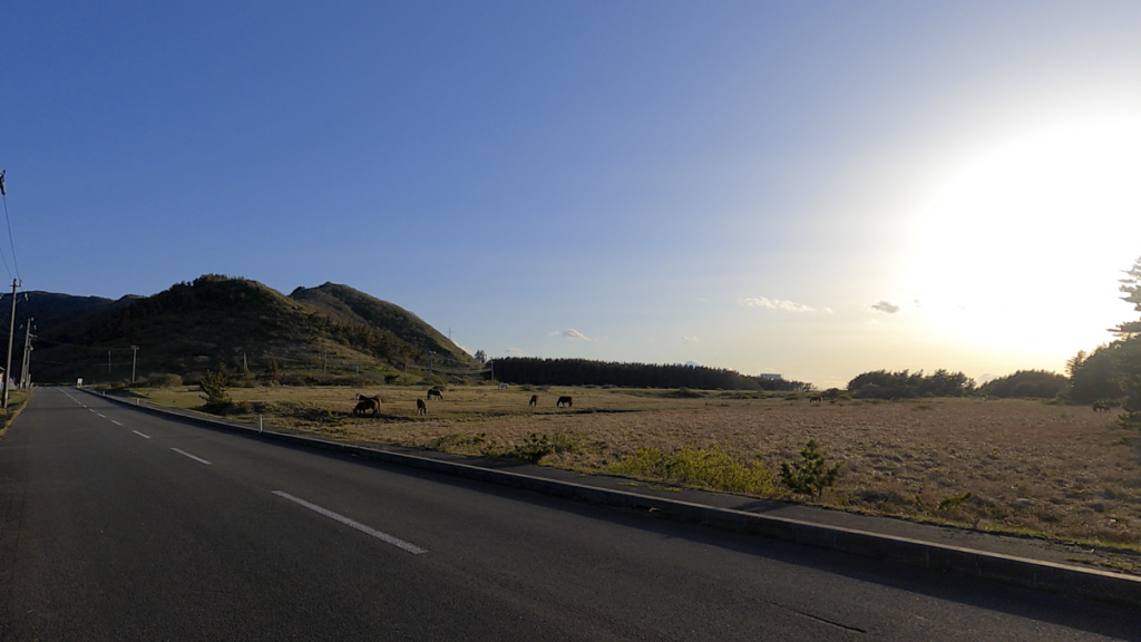 寒立馬 尻屋埼放牧場 夕方