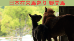 日本在来馬巡り 野間馬 アイキャッチ画像