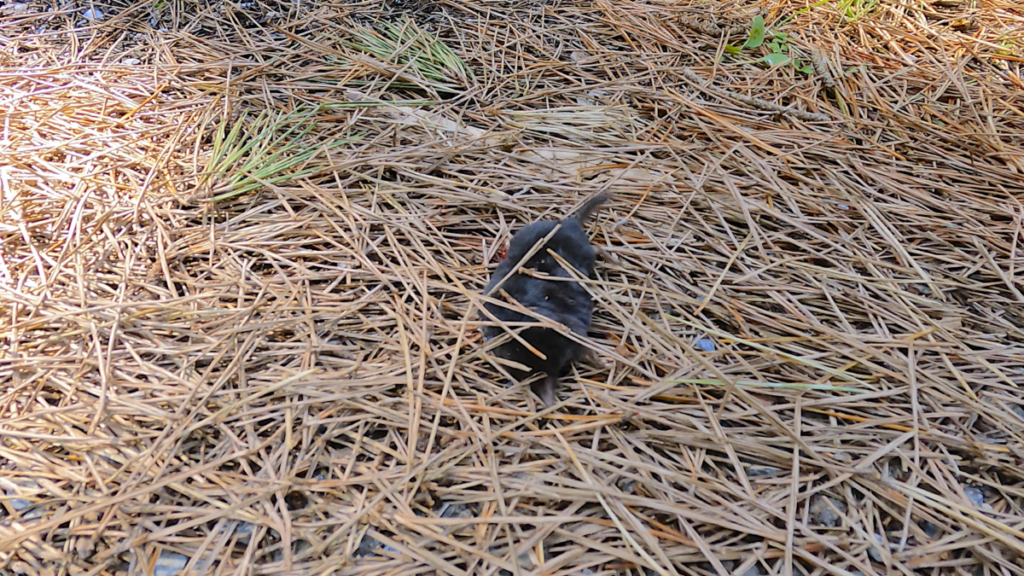 寒立馬 尻屋崎放牧場 森 モグラ 死骸