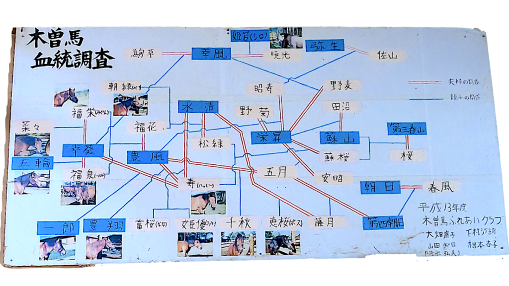 木曽馬の里 木曽馬 血統調査