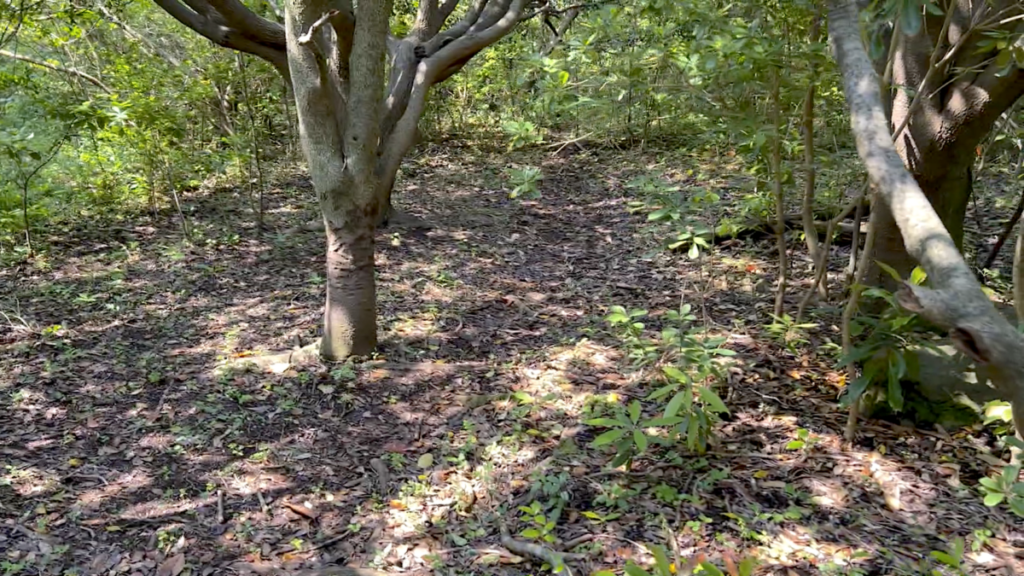 トカラ馬 開聞山麓自然公園 トカラ馬放牧場 さらに森の中へ