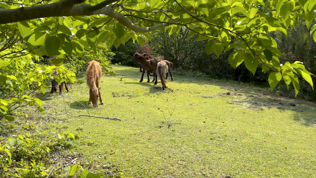 トカラ馬 開聞山麓自然公園 トカラ馬放牧場 森の中 群れ